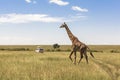 Giraffe In Nairobi Kenya