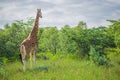 Giraffe in the Nakuru national park (Kenya)