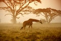 A giraffe, Nakuru Royalty Free Stock Photo