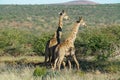 Giraffe in Namibia