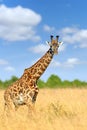 Giraffe in National park of Kenya