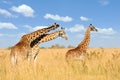 Giraffe in National park of Kenya Royalty Free Stock Photo