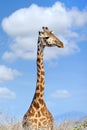 Giraffe in National park of Kenya Royalty Free Stock Photo
