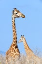 Giraffe in National park of Kenya