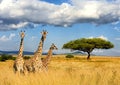 Giraffe in National park of Kenya