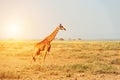 Giraffe in National park of Kenya