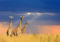 Giraffe in National park of Kenya