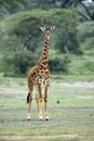 Giraffe in natural habitat in African natural park