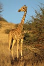 Giraffe in natural habitat - Kalahari desert Royalty Free Stock Photo