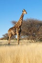 Giraffe in natural habitat - South Africa