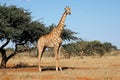 Giraffe in natural habitat - South Africa