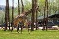 Giraffe in a nature reserve.