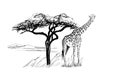 Giraffe near a tree in africa. Hand drawn illustration