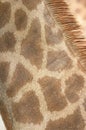 Giraffe Neck Coat