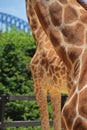Giraffe neck & front legs with partial view of Sydney Harbour Bridge Royalty Free Stock Photo