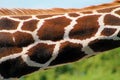 Giraffe neck in profile