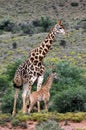 Giraffe and a new born baby calf Royalty Free Stock Photo