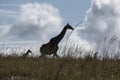 Giraffe with newborn at Ithala Game Park Royalty Free Stock Photo