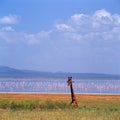 Giraffe in ngoro ngoro crater