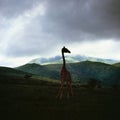 Giraffe in ngoro ngoro crater