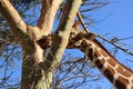 Giraffe nibbles on acacia bark in the lazy afternoon sun in Rumuruti, Kenya, Africa.