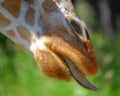Giraffe nose with tongue sticking out, with green background Royalty Free Stock Photo