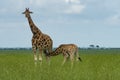 Giraffe nursing its calf
