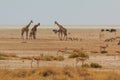 Giraffe , oryx, springbok and buffalo by pond in th Etosha National Park in Namibia