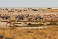 Giraffe , oryx, springbok and buffalo by pond in th Etosha National Park in Namibia