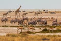 Giraffe , oryx, springbok and buffalo by pond in th Etosha National Park in Namibia