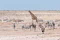 Giraffe, oryx, springbok and Burchells zebras in Northern Namibia