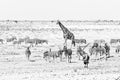 Giraffe, oryx, springbok and Burchells zebras in Northern Namibia. Monochrome