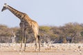 Giraffe and Oryx walking in the bush. W