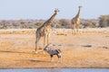 Giraffe and Oryx walking in the bush.