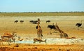 Giraffe, Ostrich, Wildebeest and springbok on the vast open African plains Royalty Free Stock Photo