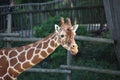 Giraffe in the outer cage the Rotterdam Blijdorp Zoo in the Netherlands. Royalty Free Stock Photo