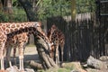 Giraffe in the outer cage the Rotterdam Blijdorp Zoo in the Netherlands. Royalty Free Stock Photo