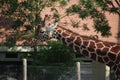 Giraffe in the outer cage the Rotterdam Blijdorp Zoo in the Netherlands. Royalty Free Stock Photo