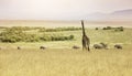 A Giraffe overlooking a line of Elephants in the Maasai Mara