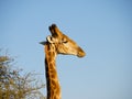 Giraffe with an Oxpecker