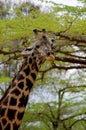 Giraffe in Ruaha National Park, Tanzania