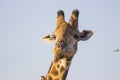 Giraffe with oxpeckers 1 Royalty Free Stock Photo