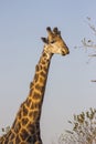 Giraffe with oxpeckers 2 Royalty Free Stock Photo