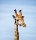 Giraffe and Oxpeckers Royalty Free Stock Photo