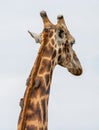 Giraffe and Oxpeckers Royalty Free Stock Photo