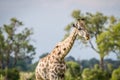 Giraffe with Oxpeckers on his neck. Royalty Free Stock Photo