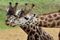 Giraffe Pair Royalty Free Stock Photo