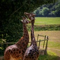 Giraffe Pair Bonding and Entwining Necks Royalty Free Stock Photo