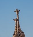 Giraffe Pair Royalty Free Stock Photo