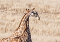 Giraffe Pair Royalty Free Stock Photo